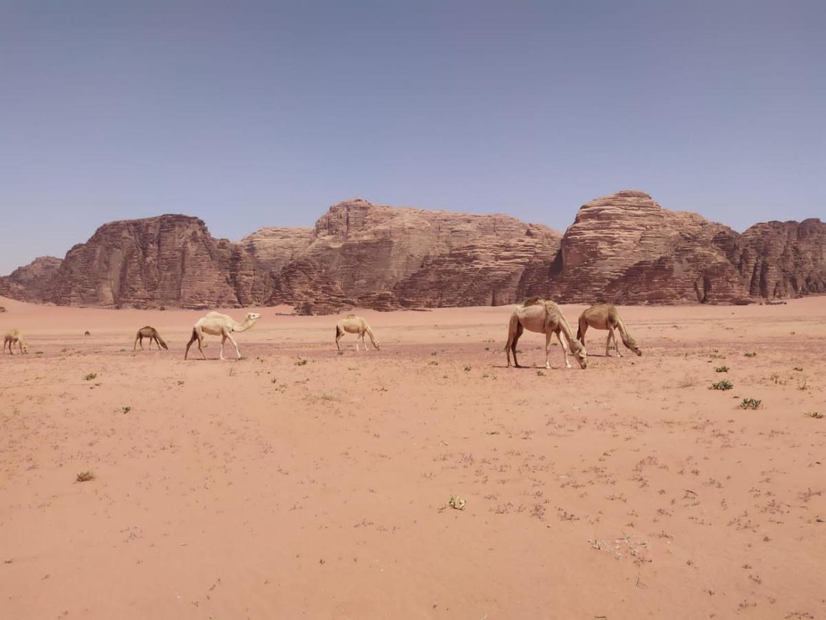 Omar Ghazi Camp Hotel Wadi Rum Exterior photo